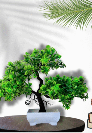 Waikbe Bonsai Tree
